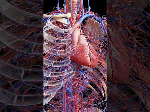 How To Work Human Hart? ||#hartattack #hotfunction #DilKaiseKaamKartaHai #HeartInAction #short video