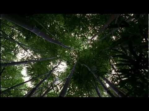 Video trailer för LOST: Opening Scene 1x01 - Bamboo Forest