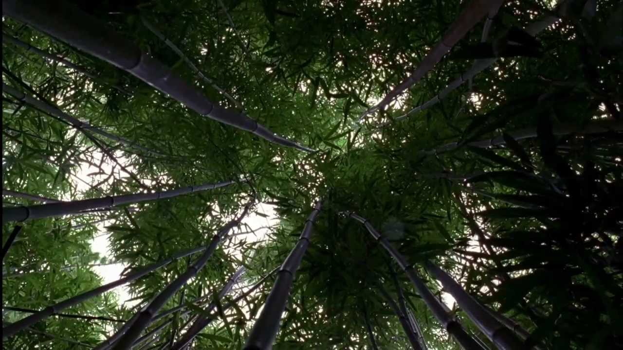 LOST: Opening Scene 1x01 - Bamboo Forest