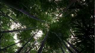 LOST: Opening Scene 1x01 - Bamboo Forest