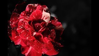 - 【初音ミク】花恋【オリジナル】
