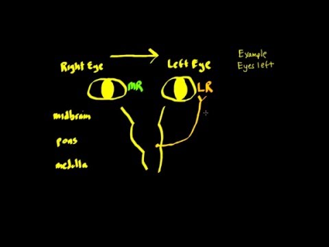 image-What is conjugate eye movement in psychology? 