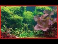 Aquatic Creations Tropical Cling Aquarium Background