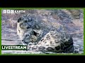 🔴 LIVE: Capturing The Rare Snow Leopard On Camera | BBC Earth