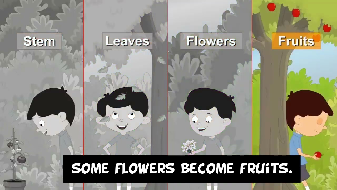 Living things. Natural Science 2°Primaria.