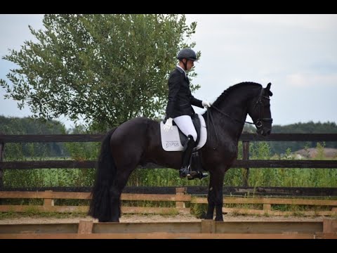 Stal Okkema's Ferre - Nane x Sape - stallion - 2017 - 1.70m L2 dressage