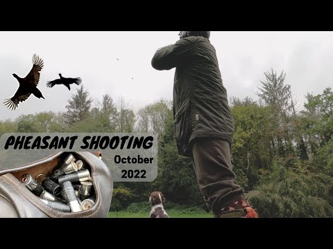 Pheasant Shooting | Driven Birds | Working Dog
