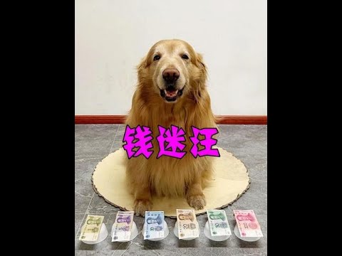 俺家狗子认钱绝对是一把好手！ #宠物迷惑行为大赏 #万物可爱计划 #内容启发搜索  #萌宠出道计划  #抖音萌宠