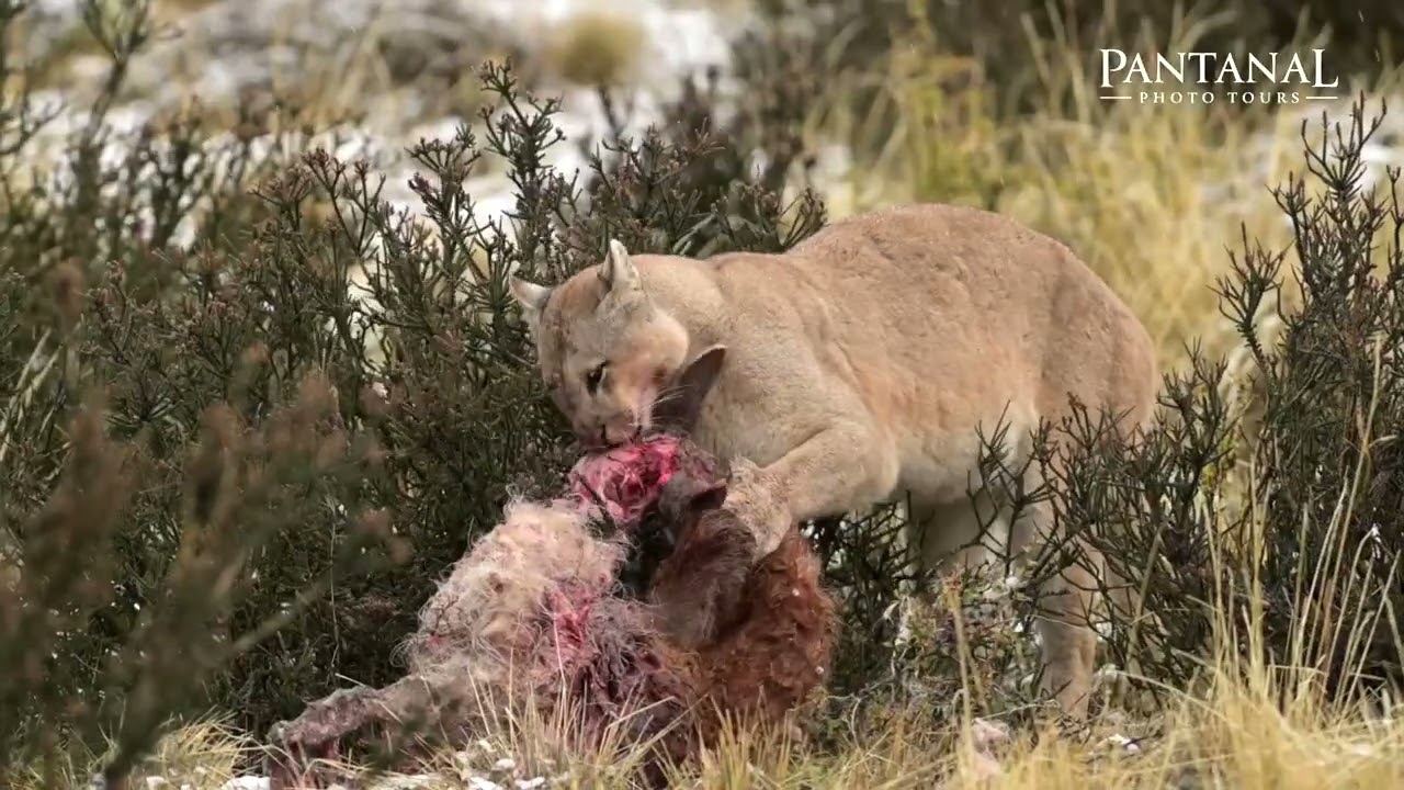 Pumas of Patagonia