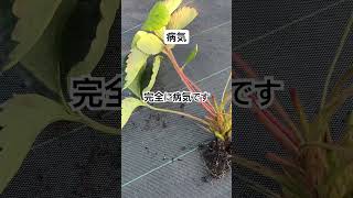 いちごの苗が病気になりました #いちご #ランナー #病気