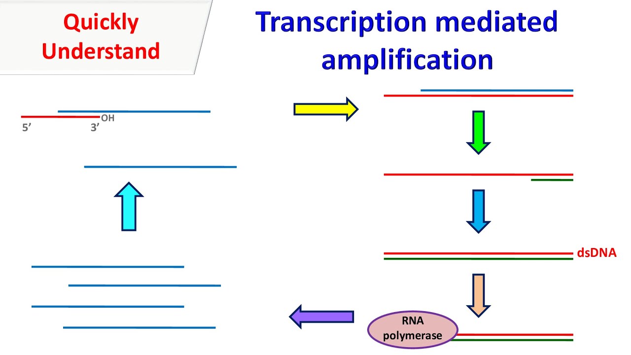 Transcription Mediated Amplification | Nucleic Acid Sequence Based Amplification