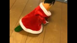 faze tari pasarea mos