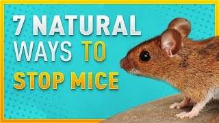 7 Natural Ways To Stop Mice From Entering Your Home