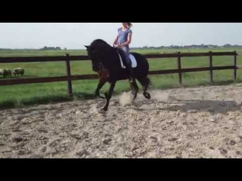 Baukje fan Fjildsicht