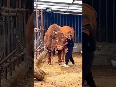 Big Bull VS Little Boy | ASMR #shorts #bull #cow #asmr #boy