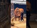 Big Bull VS Little Boy ASMR Shorts Bull Cow Asmr Boy