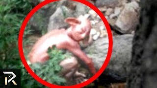 Mysterious Creatures Spotted &amp; Caught On Camera