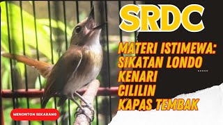 Download lagu SRDC GACOR FULL ISIAN SIKATAN LONDO, KENARI, CILILIN, KAPAS TEMBAK. mp3