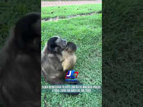 Sema reintegra filhote órfão de macaco-prego à vida livre em área de soltura