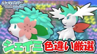 【BDSP】幻の色違いシェイミが欲しんじゃああああ！【ポケモンダイパリメイク】