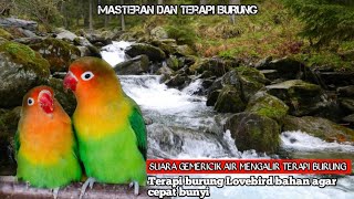 Download lagu SUARA TERAPI BURUNG LOVEBIRD DAN SUARA GEMERICIK AIR MENGALIR mp3