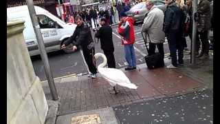 Man guiding swan