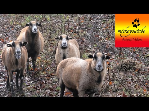 Sheep Chorus.....True