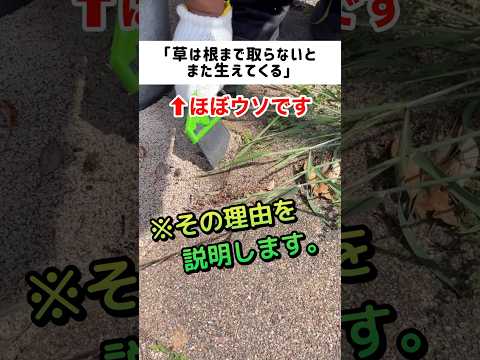 庭に塩をまく：植物にとって有益ですか？  庭園