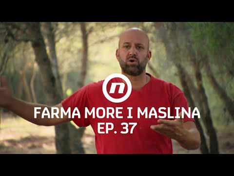 Svađa Silvija i Saše - Epizoda 37 | Farma More i Maslina