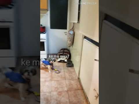 Ayuda mi humana es rara. | Shuli La Pilla