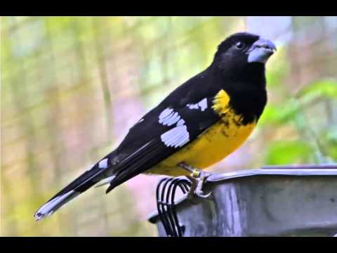 download lagu mp3 mp4 Rey Del Bosque Cantando, download lagu Rey Del Bosque Cantando gratis, unduh video klip Rey Del Bosque Cantando