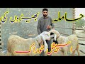 Feeding And Care Of Pregnant Sheep