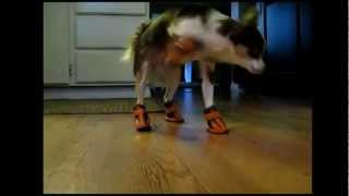 Download lagu Dogs in Boots Compilation mp3 Download lagu Dogs in Boots Compilation mp3