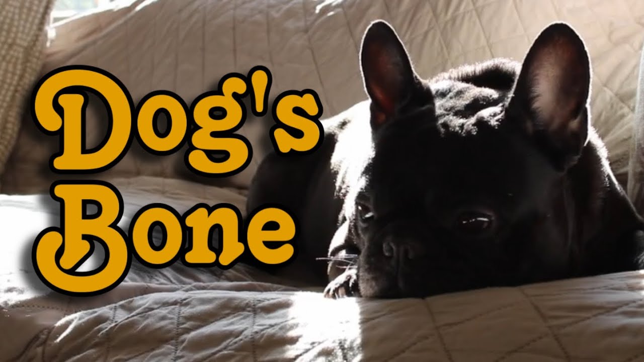 Dog's Bone (Comedy Short Film)