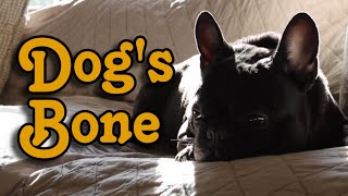Dog's Bone (Comedy Short Film)