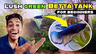 How to build a Perfect Nano Betta Planted Tank | Step-by-Step Aquascape guide for Beginners