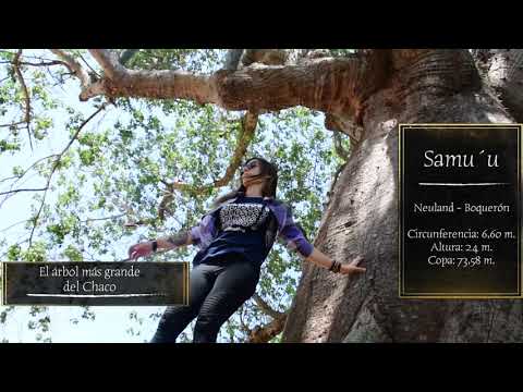 El árbol más grande del Chaco - #ColososDeLaTierra 2020