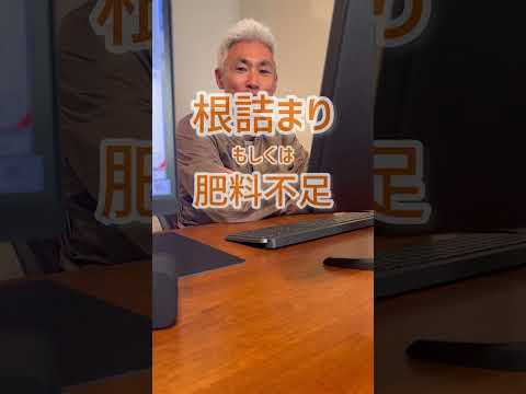 園芸 テキサスの星、緋色のハイビスカス