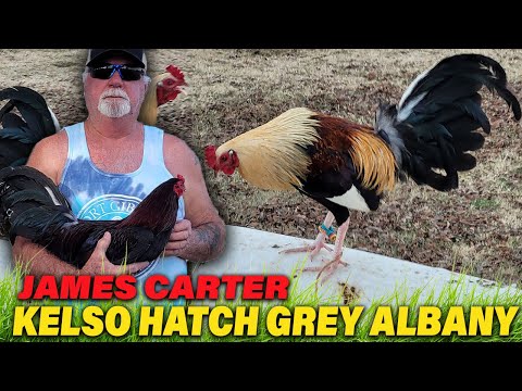 OKLAHOMA Albany Kelso Grey Hatch James Carter Double Tough Farms Beautiful Birds Farm Visit