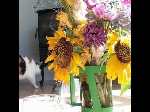 A Little Sound & Reiki Infused Flower Essence Session