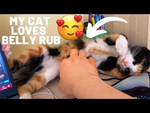 MY CAT LOVES BELLY RUB - Cutest Cat video  | YUFUS
