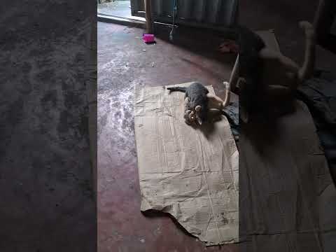 28 de janeiro de 2026