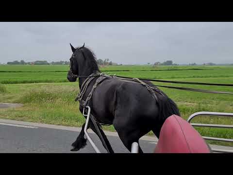 Stal Okkema's Ulbert 6 jr ruin v. Ulke