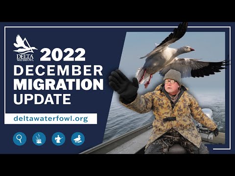 , title : 'December 2022 Migration Report | Delta Waterfowl'