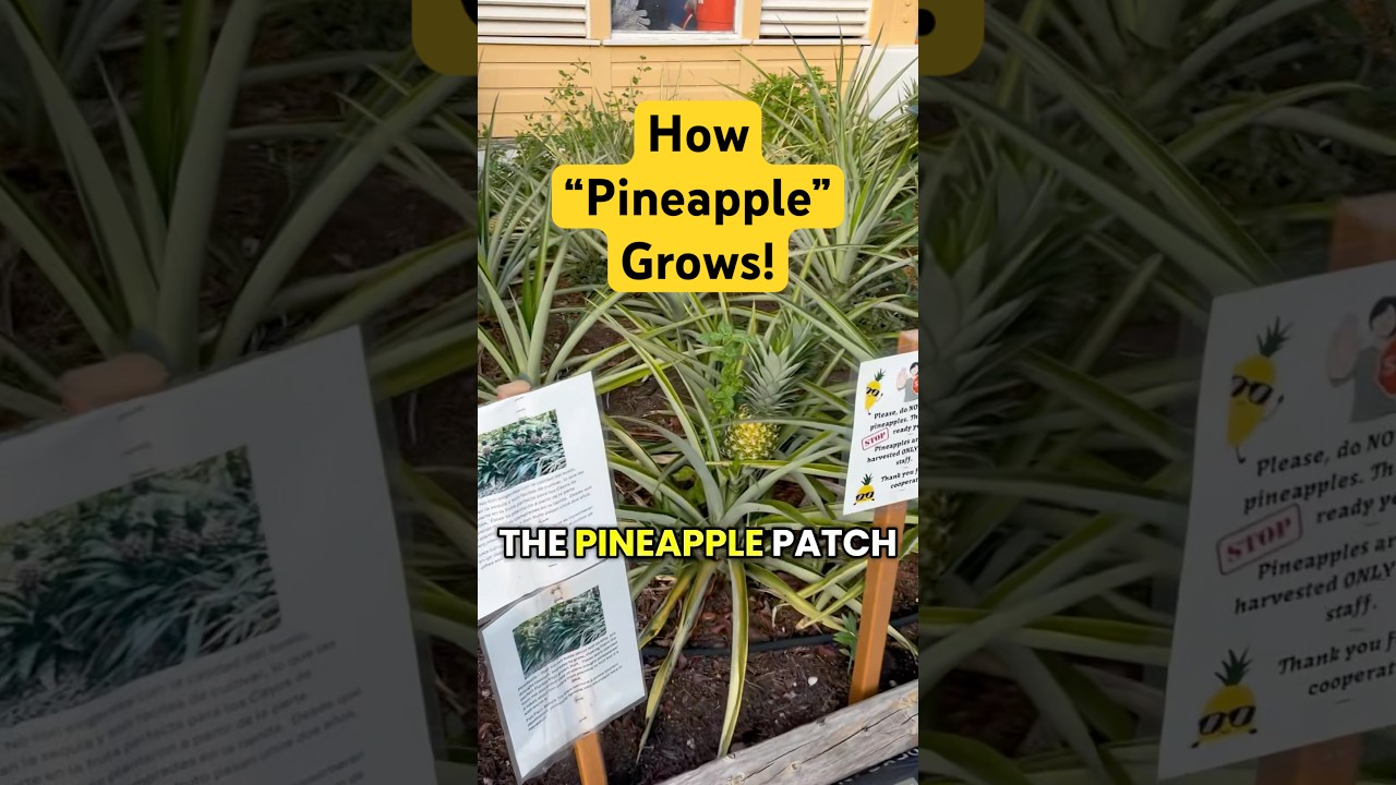 Community Pineapple Garden Patch (How Pineapples ACTUALLY Grow!)
