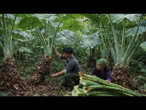 We harvested taro, collected eggs, and took them to the market to buy gifts for Grandma.