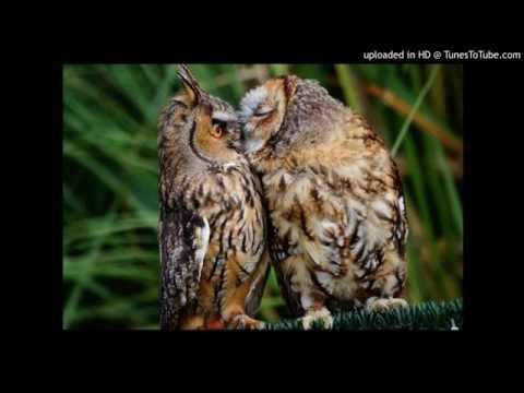 Today's Tango Is... Soy Siempre Tuyo - Francisco Canaro 13-10-1927