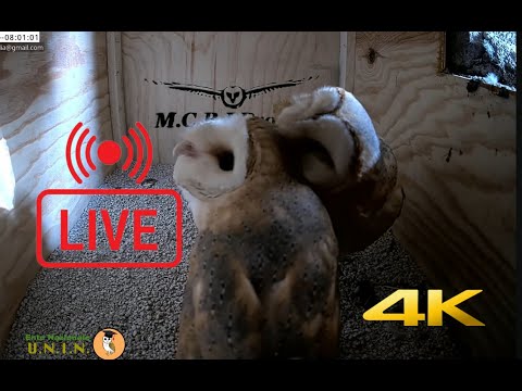 Barbagianni Live MCBI University of Nature|4K| Barnowl |Italia| UNIN