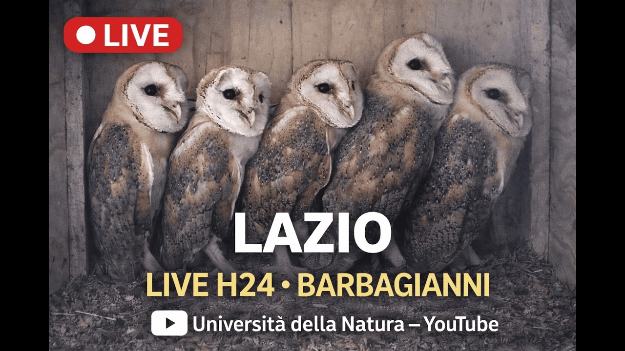 Live webcam view of Roman Barn Owl Nest Cam