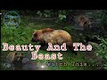 A Bear Bathing Scene Beast Bath Love Nature Beauty And The Beast UPdate UPload